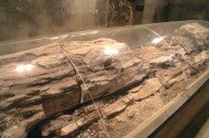 Ipolytarnóci ősmaradványok - 17 millió éves lábnyomok