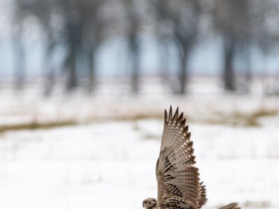 Fiatal kerecsensólyom_DSC_6514_Papp Csaba