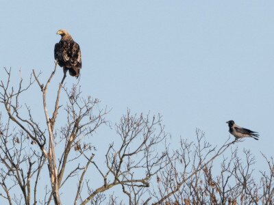 4. naptári éves parlagi sas_DSC_7139_Papp Csaba