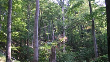 Nemzeti Park az erdőben – erdő a Nemzeti Parkban: szakvezetés az Erdők Nemzetközi Napja tiszteletére