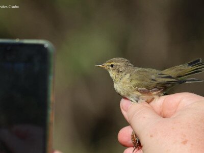 csilp_csalp_Kovacs Csaba