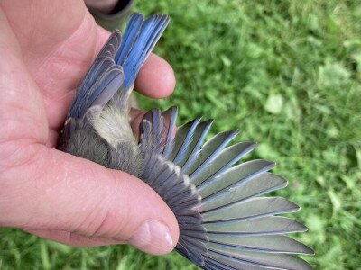 Kekevezok_Budai Roxana