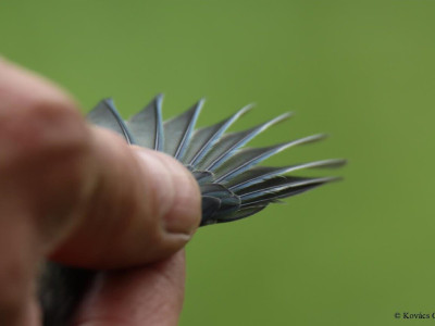 Kekestarej_Kovacs Csaba