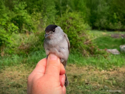 baratposzata_Ilku György