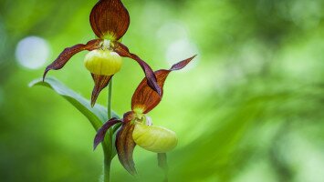 Orchidea Nap - előadás és fotózás