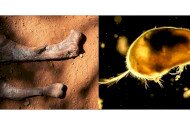 Őslénytani Délután az Ősmaradványoknál – A dinoszauruszoktól a láthatatlan világig