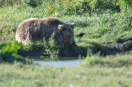 Press release about recent bear sightings