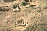 Ipolytarnóci ősmaradványok - 17 millió éves lábnyomok