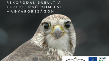 Rekorddal zárult a kerecsensólyom éve Magyarországon