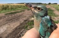 Szalakóta túra és fióka gyűrűzés a Bükkalján