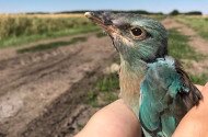 Szalakóta túra és fióka gyűrűzés a Bükkalján