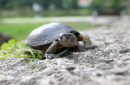 Állatok Világnapja és Állatvédelmi Témahét a Bábakalács Természetiskolában