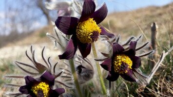 Természetmegőrzési Műhely - Csipkerózsika és erőgépek – a Bükkalja tájváltozása egy botanikus szemével