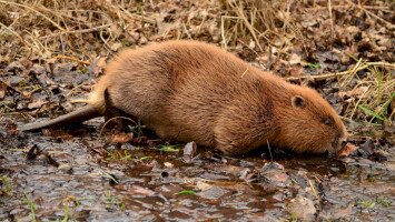Természetmegőrzési Műhely - "Hódító hódok” – A hódok szakmai és társadalmi megítélése