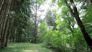 Tuzson arborétum, Fenyvespuszta