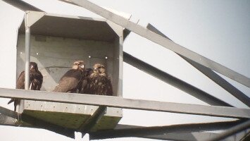 Újabb kerecsensólyom-költőládák kihelyezése a Bükki Nemzeti Park területén