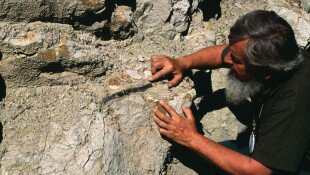 Volcano Day and EGN Week at the Ipolytarnoc Fossils