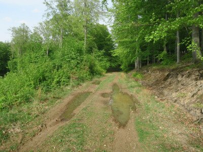 Az erdészeti utakon kialakuló pocsolyák a sárgahasú unka fontos szaporodóhelyei