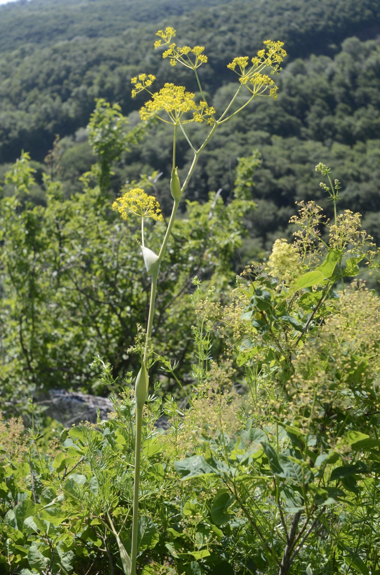 Magyarföldi husáng (Ferula sadleriana) virágzó egyede. Fotó: Pongrácz Ádám