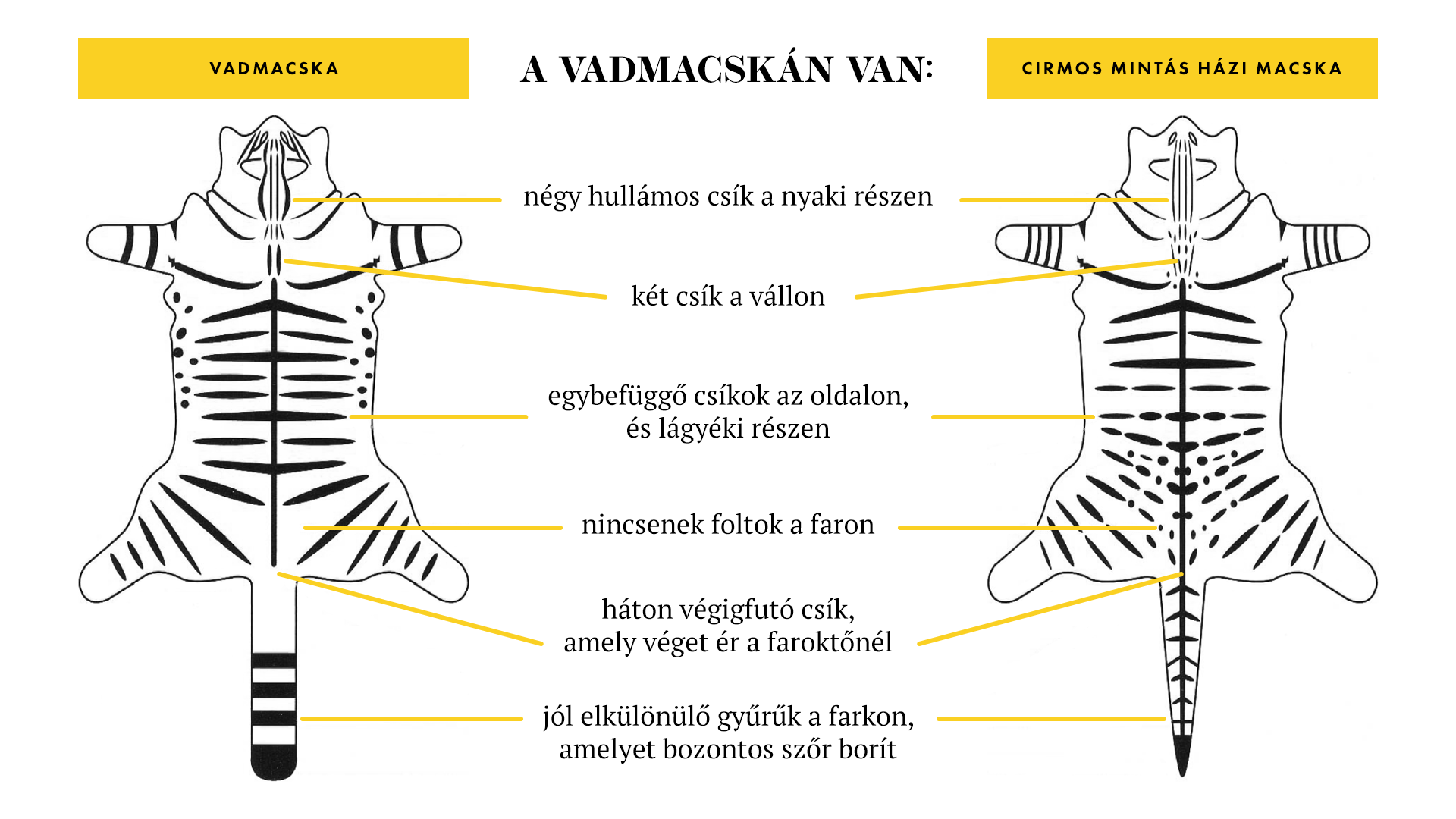 vadmacska-hazimacska-50249251-10175510.png